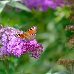 Budleja Dávidova (Buddleja Davidii) ‘LITTLE LILA BUTTERFLY CANDY’® - výška 10-20 cm, kont. C2L